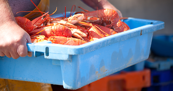 Aldeburgh Beach Lobster by www.thesuffolkcoast.co.uk