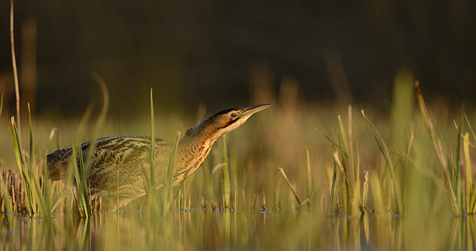 bittern among the reedbeds by Ben Andrew, rspb-images.com