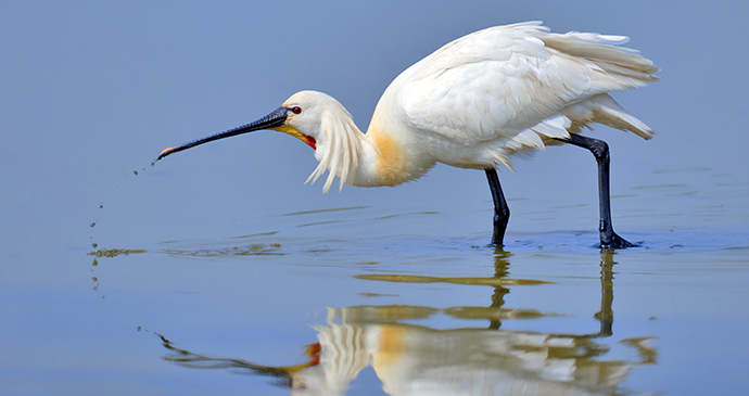 Eurasian spoonbill, Suffolk by AndreasTrepte, RSPB