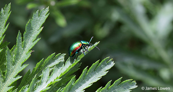 Tansy beetle Britain England by James Lowen