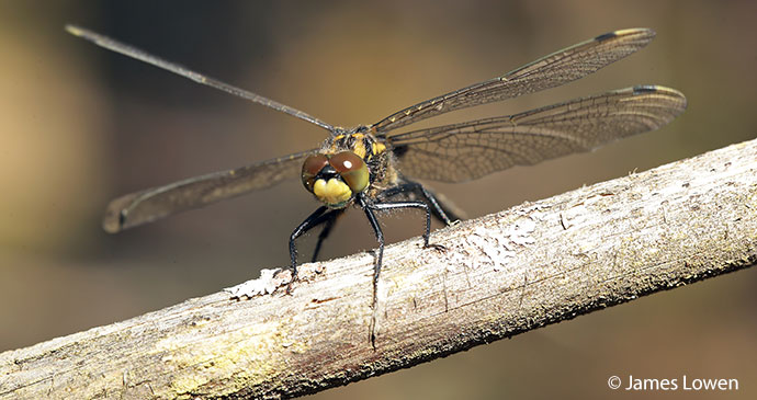 White-faced darter British Isles by James Lowen