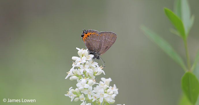 Black hairstreak British Isles by James Lowen
