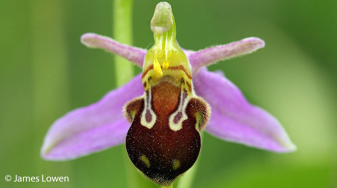 Bee orchid British Isles by James Lowen