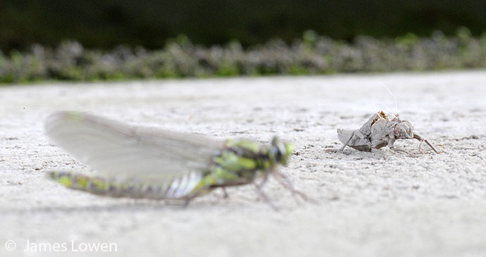 Clubtail metamorphosis, Goring, England © James Lowen