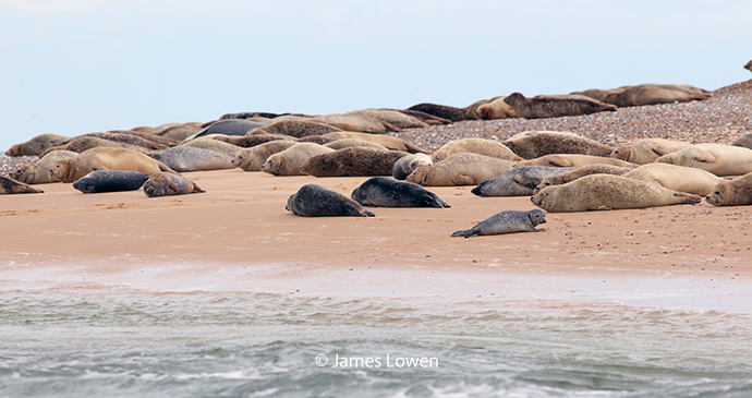 Harbour seals, Blakeney Point, United Kingdom by James Lowen