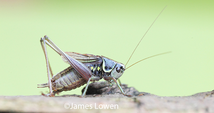 Roesel's bush-cricket by James Lowen