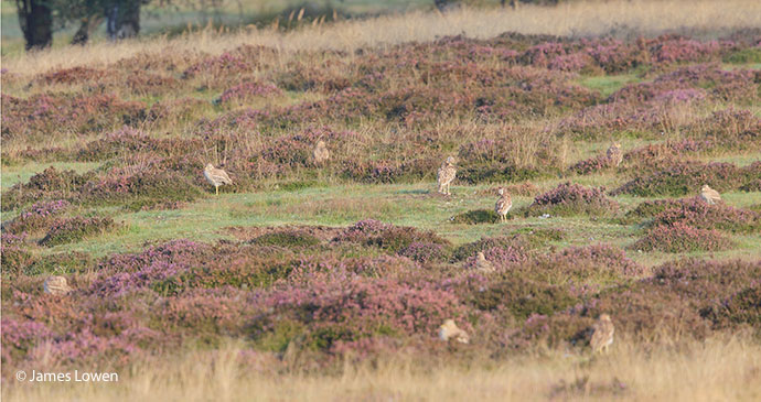 Stone curlew Cavenham Heath Britain by James Lowen