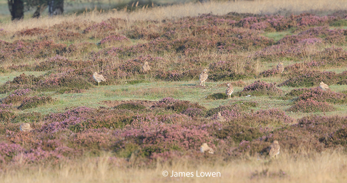 Stone-curlew, Cavenham Heath, United Kingdom by James Lowen