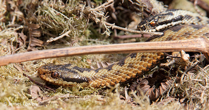 Adder Britain UK by James Lowen