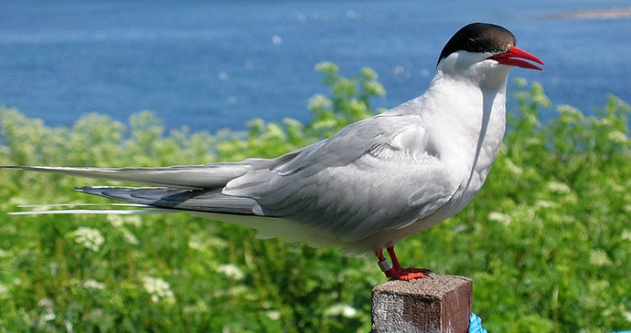Arctic tern Farne Islands UK by geograph, Wiki