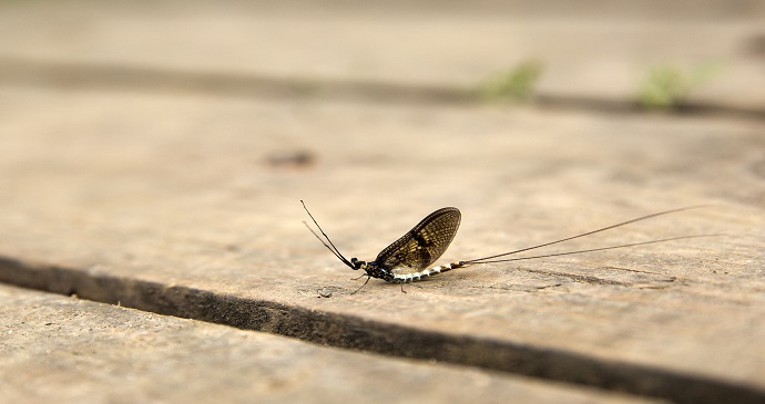 Mayfly Britain Shutterstock
