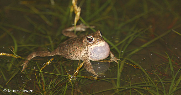 Natterjack toad UK Britain by James Lowen