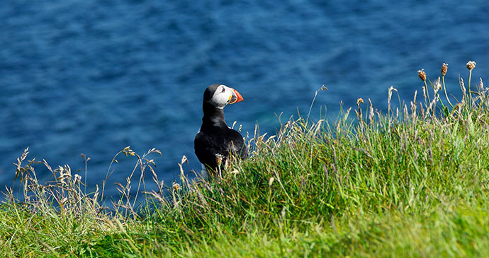 Puffin Scotland Britain © Agenturfotografim, Shutterstock