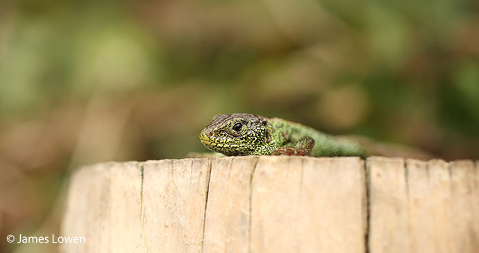 Sand lizard UK Britain by James Lowen