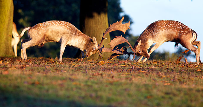 Deer rut safari UK by Mark Bridger