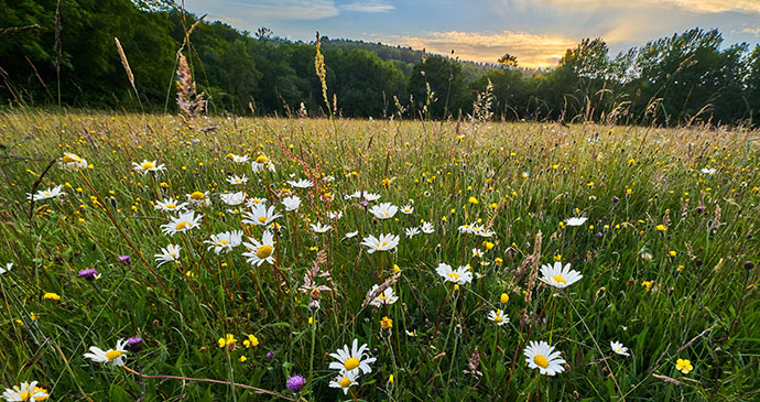 Meadow, UK © Matthew J Thomas, Shutterstock