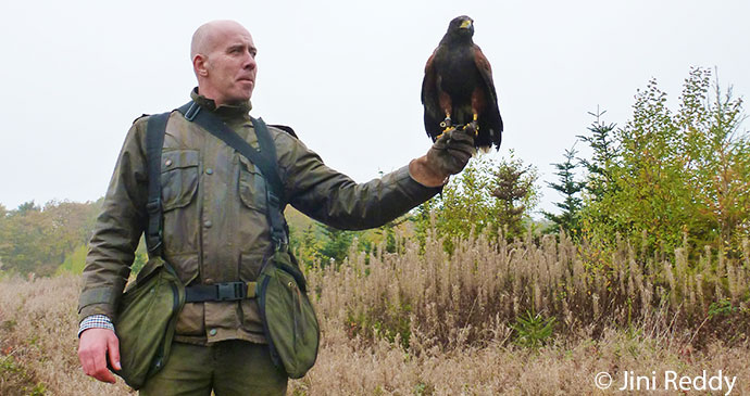 Hawk walk Wild Times by Jini Reddy