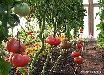 Tomatoes Garden Day Wild Times UK by Charles Dowding