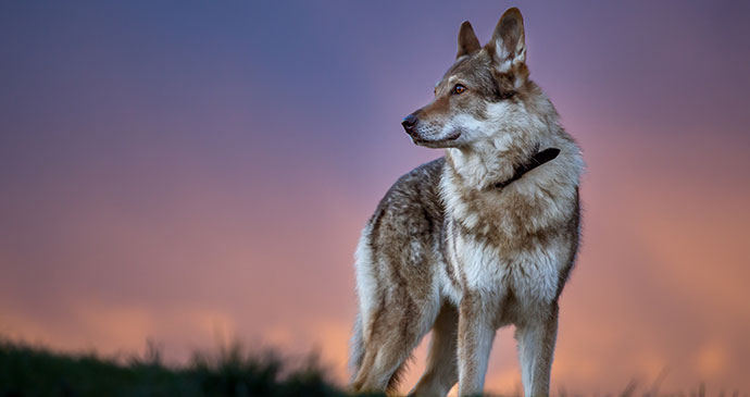 Wolf walk UK Wild Times by David Dirga, Shutterstock