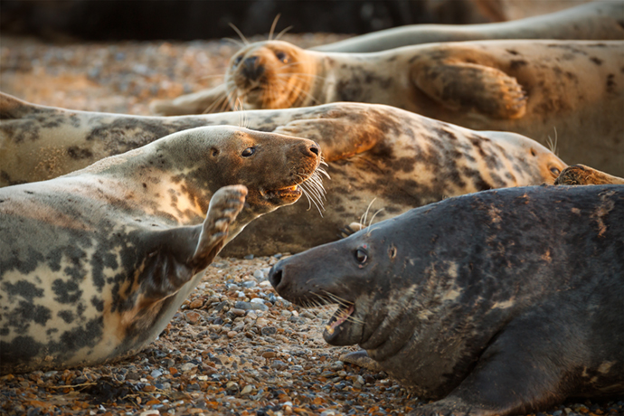 Seals Blakeney Point Norfolk Wilderness Cookbook Neil Burton Shutterstock