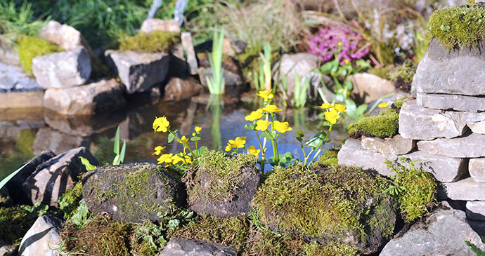 Harrogate Flower Show Yorkshire Dales England by Harrogate Flower Show
