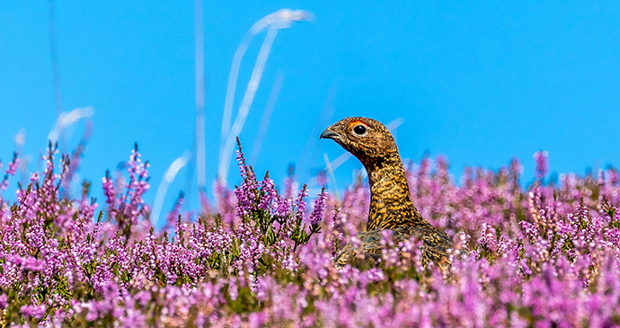 Red grouse Swaledale Yorkshire Dales by Andrew Locking/www.andrewswalks.co.uk
