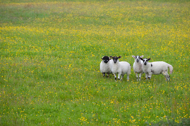 Swaledale Sheep, Yorkshire Dales by Welcome to Yorkshire