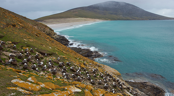 black-browed albatross, Saunders Island, Falkland Islands by JeremyRichards, Shutterstock