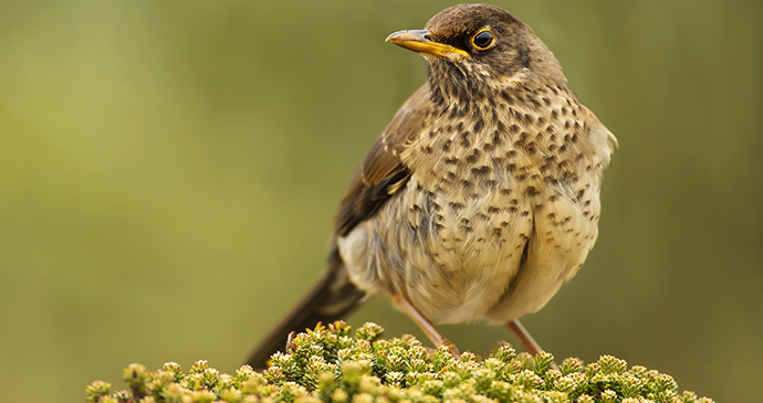 Falkland thrush, Falklands by Giedriius, Shutterstock