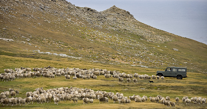 Farming, Carcass Island, Falkland Islands by Steve Allen, Shutterstock