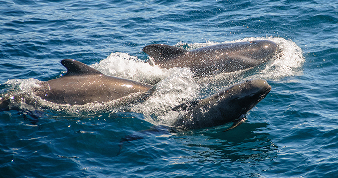 Long-finned pilot whale, Falkland Islands by Goldilock Project, Shutterstock 