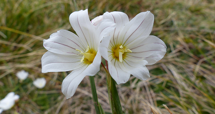 Pale maiden, Falkland Islands by Will Wagstaff