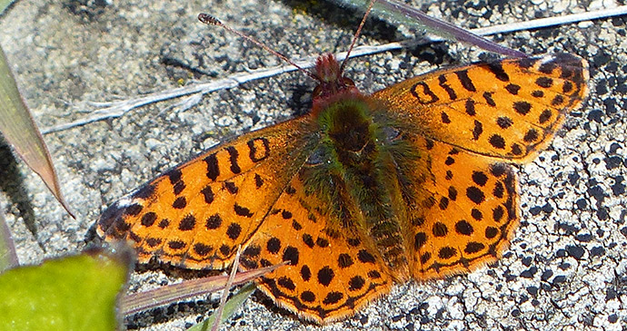 Queen of Falkland fritillary, Falkland Islands by Will Wagstaff