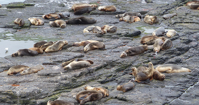 Southern sea lions, Falkland Islands by Will Wagstaff