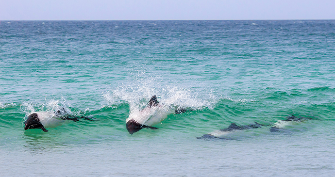 Commerson's dolphins, Bertha's Beach, Falkland Islands by fieldwork, Shutterstock 