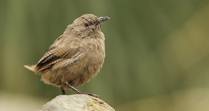 Cobb's wren, Falkland Islands by Giedriius, Shutterstock 