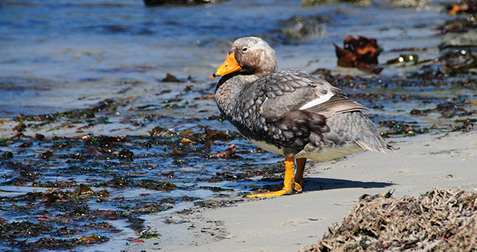 Falkland steamer duck, Falkland Islands by Goldilock Project, Shutterstock