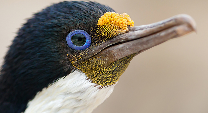 Imperial shag, Falkland Islands by Giedriius, Shutterstock