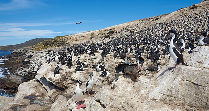 Imperial shag colony, Carcass Island, Falkland Islands by JeremyRichards, Shutterstock 