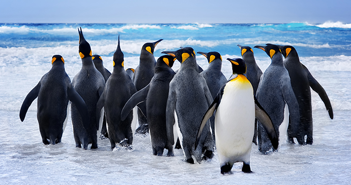 penguins, Pebble Island, Falkland Islands by kwest, Shutterstock