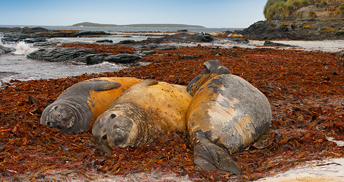 Elephant seal, Falkland Islands by Ondrej Prosicky, Shutterstock 