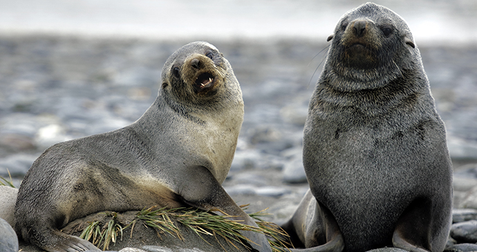 Fur seal, Falkland Islands by Moritz Buchty, Shutterstock