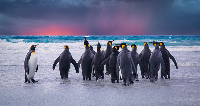king penguins, Falkland Islands by kwest, Shutterstock