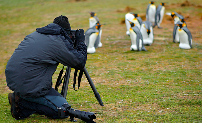 Photography, king penguins, Falkland Islands by Ondrej Prosicky, Shutterstock