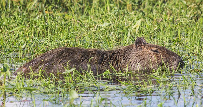 Capybara, Argentina by Marc Venema Shutterstock