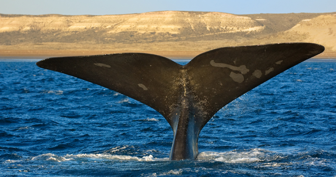 Whale fin, Península Valdés, Argentina by elnavegante, Shutterstock