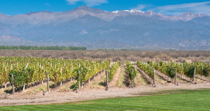 Vineyards near Mendoza, Argentina by javarman, Shutterstock