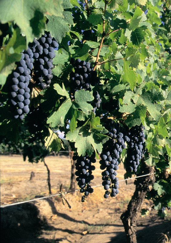 Vineyards, Argentina by Argentinean Tourist Office