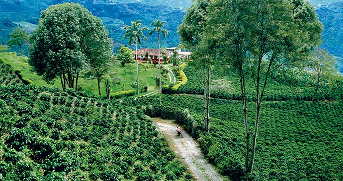 Coffee fields Colombia by Proexport CBT