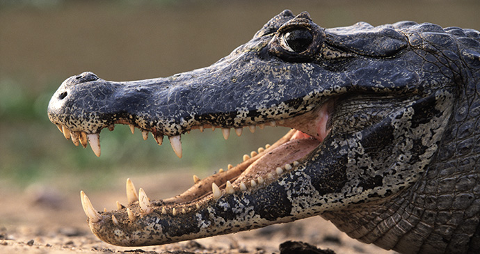 Black caiman Guyana by Fotonatura, Guyana Tourism Authority